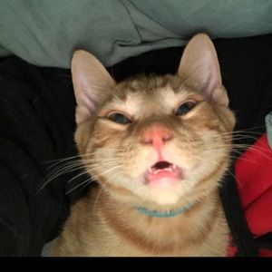 Meet your Posher, Alfredo